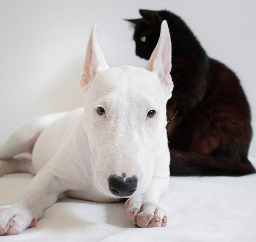 dogs and cats